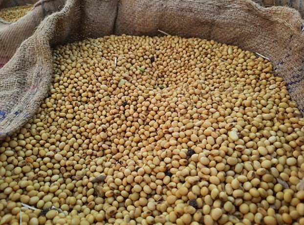 Indias-Non-GMO-Soy-Sector-Prepares-for-EUDR-Compliance-with-Support-from-SOPA-and-TRST01-1.jpg