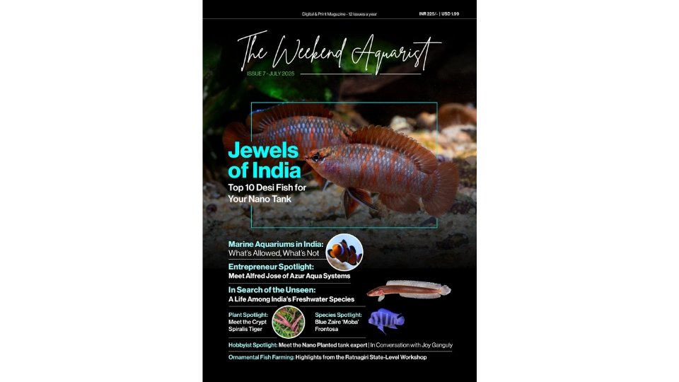 The-Weekend-Aquarist.jpg