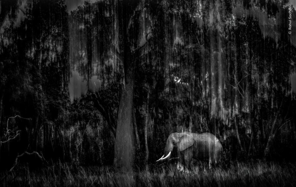 Indian-Wildlife-Photographer-Rahul-Sachdev.jpg