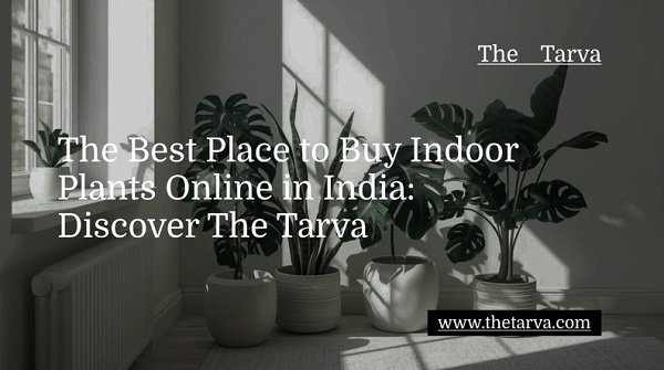 Discover-The-Tarva-The-Best-Place-to-Buy-Indoor-Plants-Online-in-India.jpg